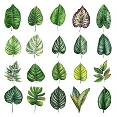 Fototapeta premium Collection of Diverse Green Leaves on White Background