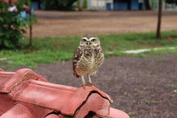 A young Owlet on the roof, Burrowing Owl