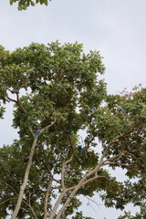 Yellow macaws high up in the top of a tree at dusk, beautiful birds from the Brazilian cerrado