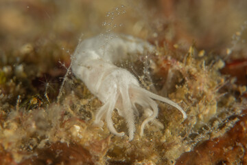 Sea slug in the Sea of the Philippines
