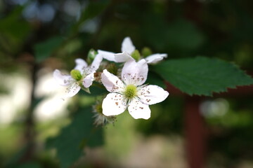 Close-up photo of apple's flowers.