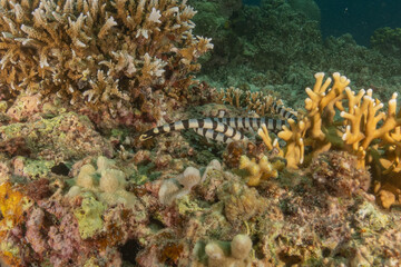 Banded Sea Krait Laticauda colubrina in the Sea of the Philippines
