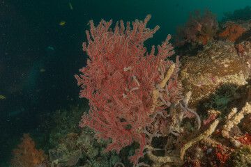 Fototapeta premium Coral reef and water plants in the Sea of the Philippines 