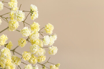 Beautiful yellow gypsophila flowers on beige background, closeup