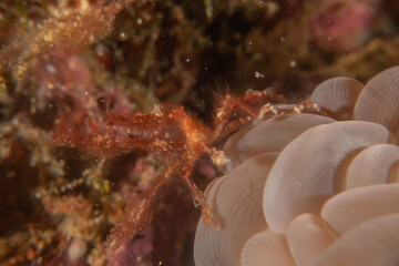 long-legged spider crab in the Sea of the Philippines