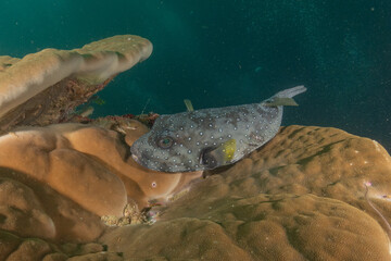 Fish swim in the Sea of the Philippines
