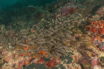 Fish swim in the Sea of the Philippines
