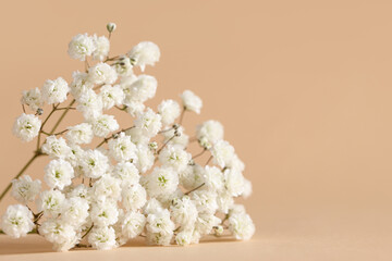 Beautiful white gypsophila flowers on beige background