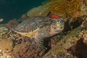 Obraz premium Hawksbill sea turtle in the Sea of the Philippines 