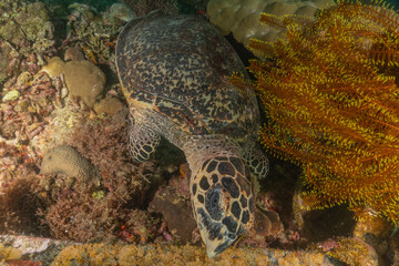Fototapeta premium Hawksbill sea turtle in the Sea of the Philippines 