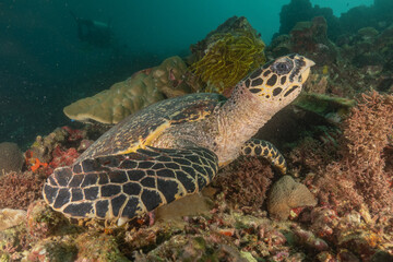 Hawksbill sea turtle in the Sea of the Philippines
