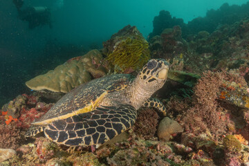 Hawksbill sea turtle in the Sea of the Philippines
