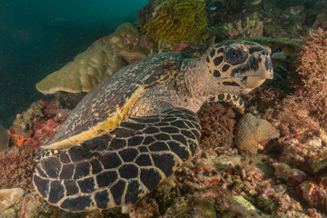 Obraz premium Hawksbill sea turtle in the Sea of the Philippines 