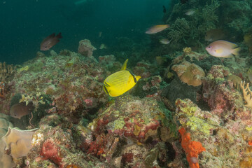 Fish swim in the Sea of the Philippines
