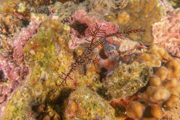 Ghost fish swim in the Sea of the Philippines
