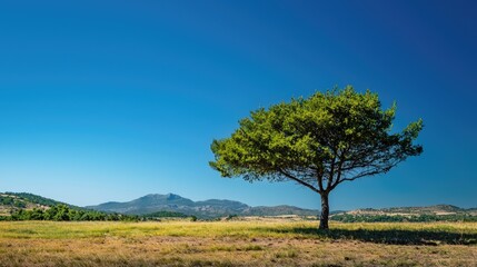 Obraz premium A majestic tree standing alone in a vast field, showcasing its vibrant green foliage against a clear blue sky