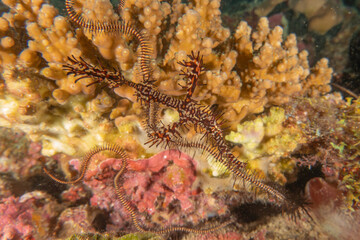 Ghost fish swim in the Sea of the Philippines
