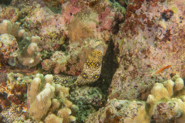 Moray eel Mooray lycodontis undulatus in the Sea of the Philippines
