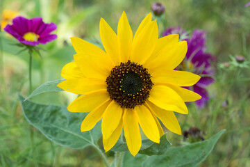 Obraz premium Sonnenblume