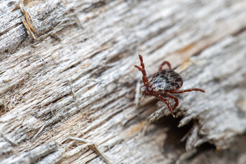 Close-Up of Wood Tick Crawling on Wooden Surface