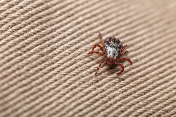 Wood Tick Moving Across Fabric Texture