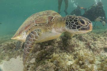 Obraz premium Hawksbill sea turtle in the Sea of the Philippines 