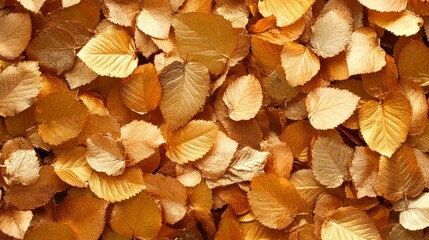 A close-up of shimmering golden leaves creates a warm, autumnal vibe, This image can be used for decorative projects, seasonal marketing materials, or as a background for quotes and messages,