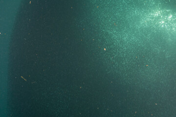 Fish swim in the Sea of the Philippines
