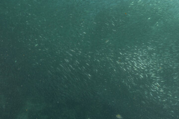 Fish swim in the Sea of the Philippines
