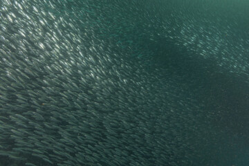 Fish swim in the Sea of the Philippines
