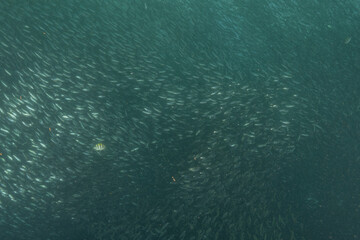 Fish swim in the Sea of the Philippines
