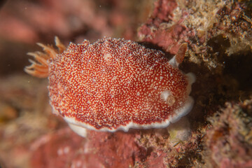 Sea slug in the Sea of the Philippines
