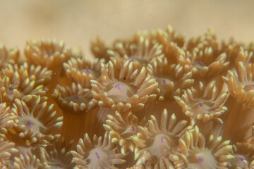 Coral reef and water plants in the Sea of the Philippines
