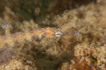 Fish swim in the Sea of the Philippines
