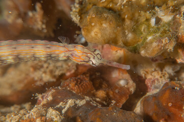 Fish swim in the Sea of the Philippines
