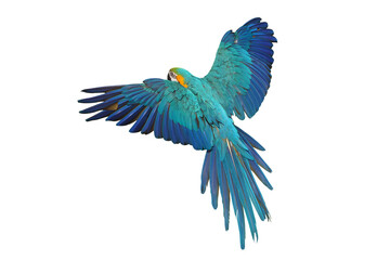 Beautiful feathers on the back of Blue and Gold Macaw parrot isolated on transparent background png file