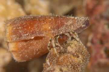 Conus Textile On the seabed in the Red Sea, Eilat Israel
