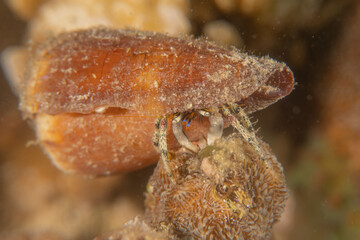 Conus Textile On the seabed in the Red Sea, Eilat Israel
