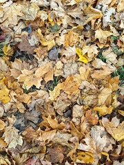 Colorful autumn leaves blanket the ground in a forested area during peak foliage season. Vertical background