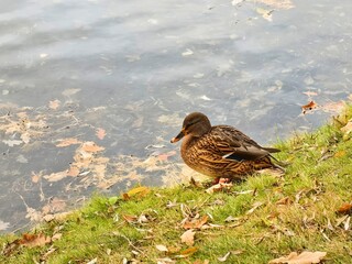 A brown duck resting by the water's edge on a calm autumn day near a serene pond