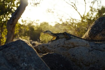 Obraz premium A goanna basking on sun-warmed rocks in the Australian bush, its tongue flicking out in search of scents