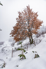 snow covered orange tree