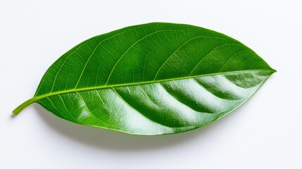 Fototapeta premium A vibrant green leaf rests on a clean white background, showcasing its intricate veins and texture, This image can be used for nature-related themes, environmental topics, and wellness designs,