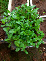 Seedlings of Fenugreek or Methi Crop
