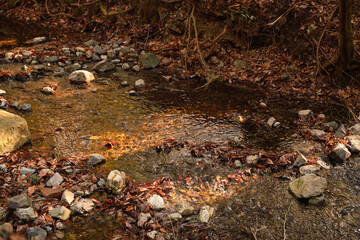 Forested riverbanks in autumn, colorful fallen leaves