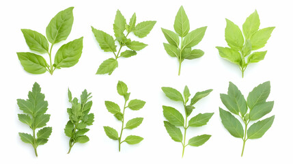 Eight types of fresh basil leaves, isolated on white background. Ideal for culinary websites and recipe books