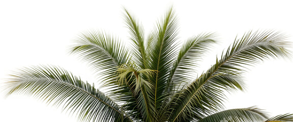 "tropical palm tree cut out on white"
