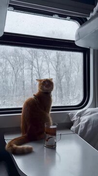 Travel cozy cat by the rainy window in a train
