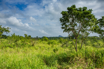 Landscape with wild nature from Yala National Park in Sri Lanka. Travel to Asia.