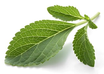 Obraz premium mint leaves isolated